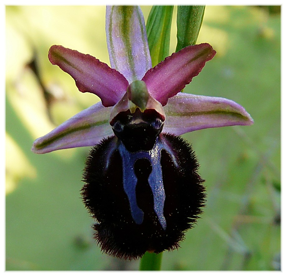 Ophrys Sipontensis